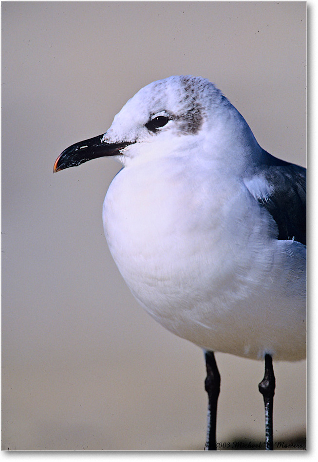 LaughingGull_Assateague_2003Oct_F07 copy