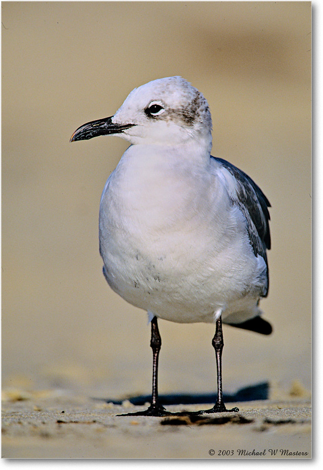 LaughingGull_Assateague_2003Oct_F16 copy