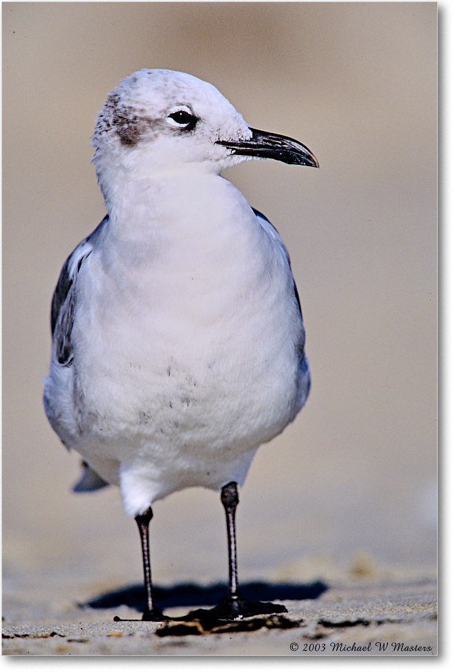 LaughingGull_Assateague_2003Oct_F28 copy