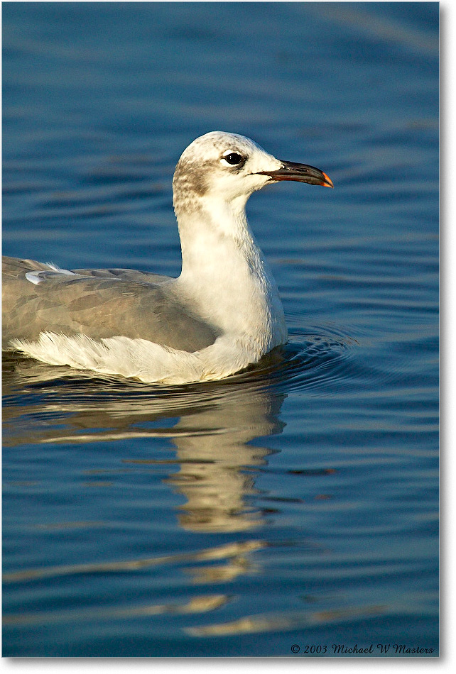 LaughingGull_ChincoNWR_2003Oct_1FFT2553 copy