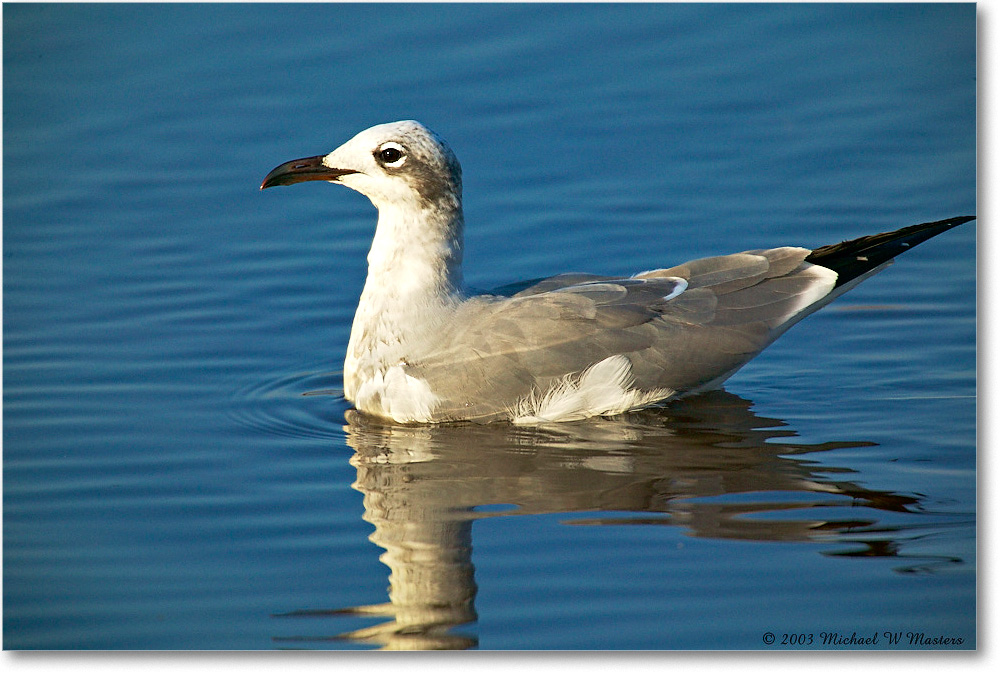 LaughingGull_ChincoNWR_2003Oct_1FFT2557 copy