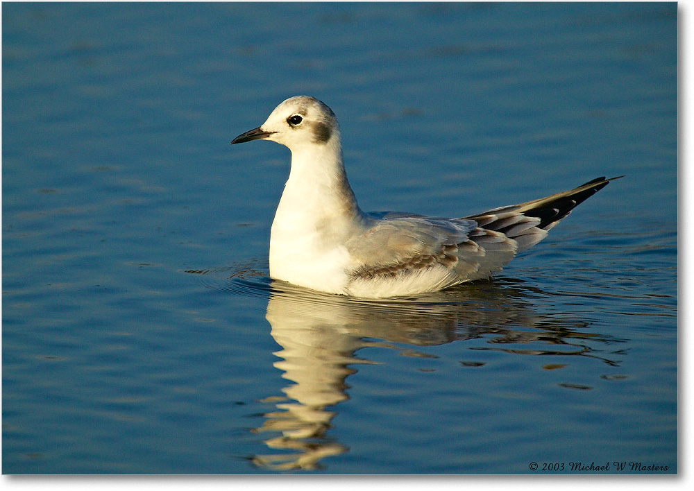 LaughingGull_ChincoNWR_2003Oct_1FFT2586 copy
