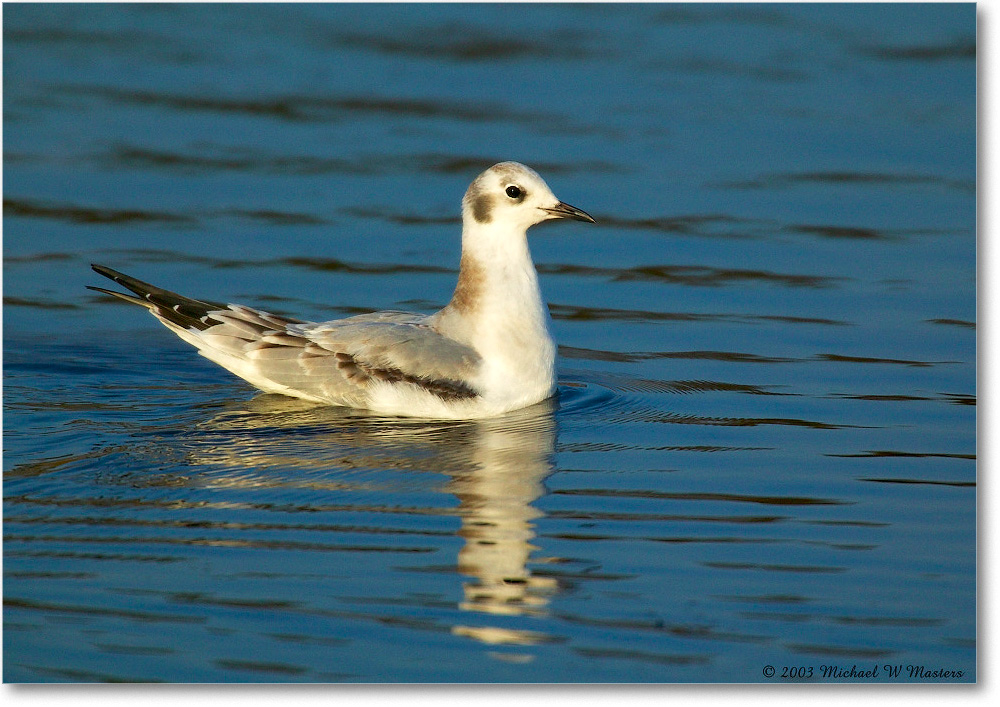 LaughingGull_ChincoNWR_2003Oct_1FFT2589 copy