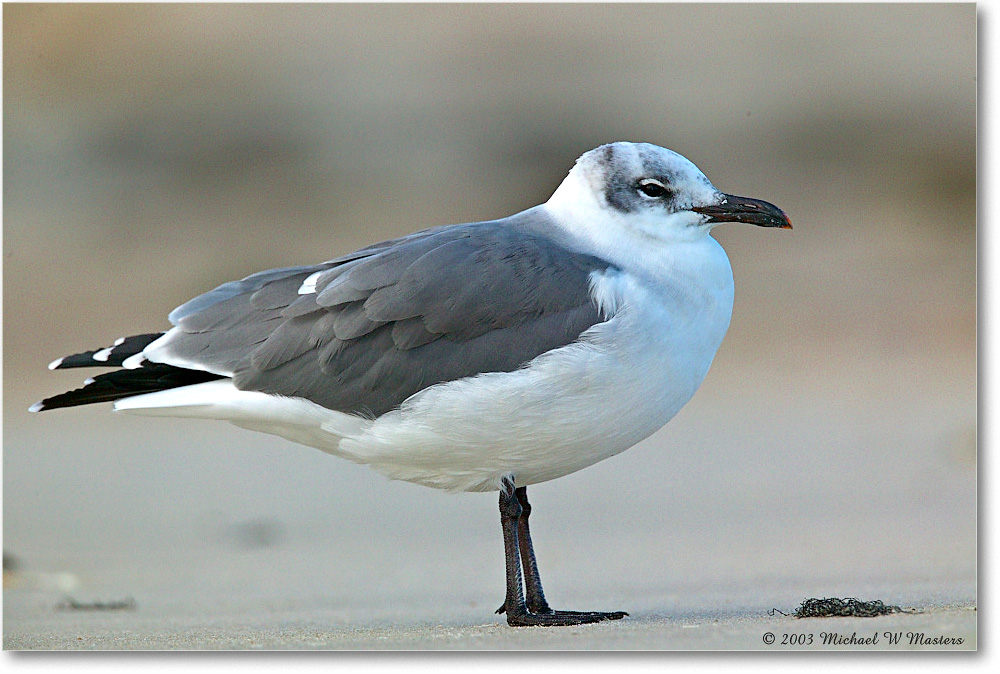 LaughingGull_ChincoNWR_2003Oct_1FFT3029 copy