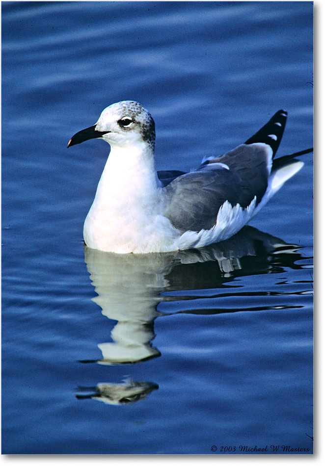 LaughingGull_ChincoNWR_2003Oct_F13b copy