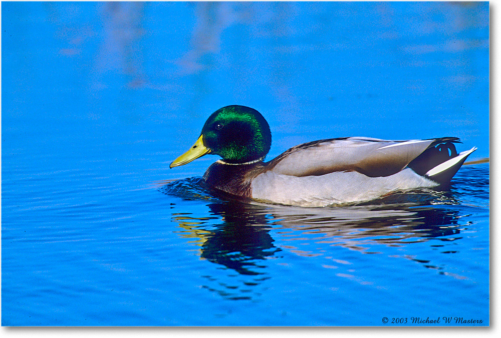 MallardMale_ChincoNWR-WLL_2003Oct_F04 copy