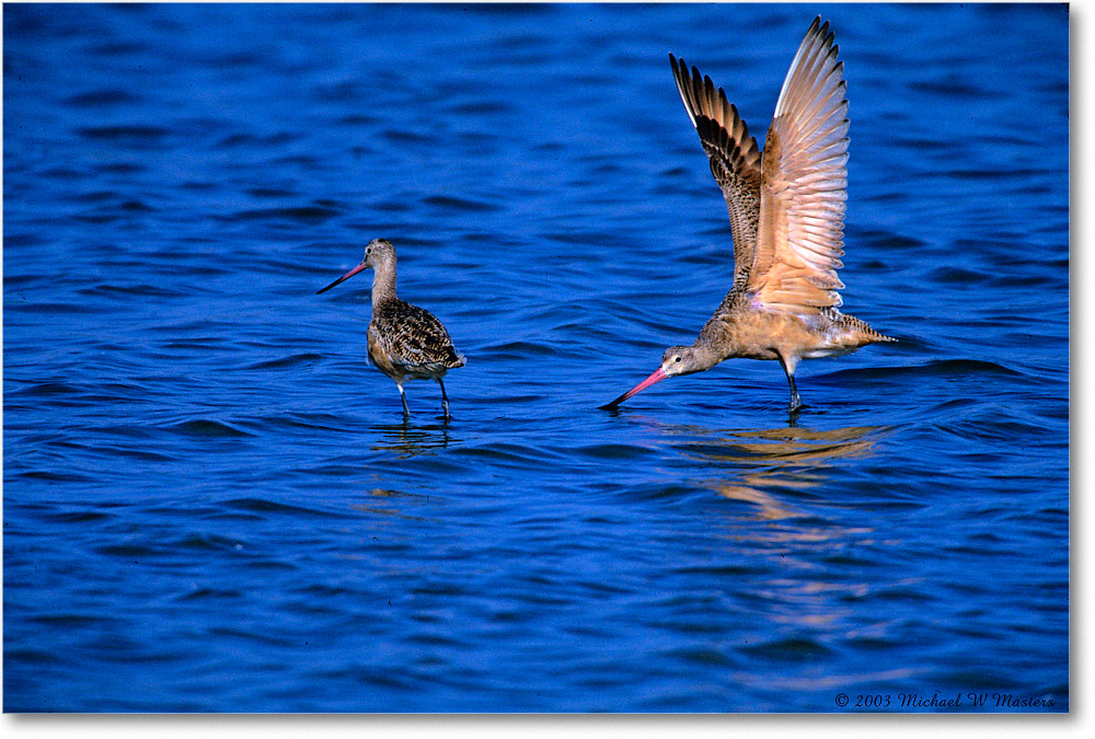MarbledGodwit_ChincoNWR-WLL_2003Oct_F10 copy