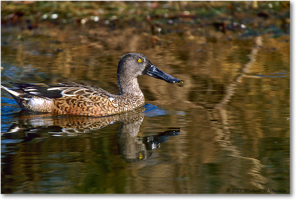 NorthernShovelerMale_ChincoNWR_2003Oct_F01 copy