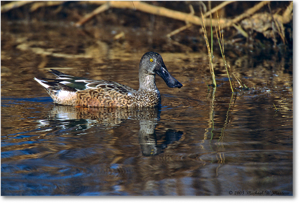 NorthernShovelerMale_ChincoNWR_2003Oct_F16b copy