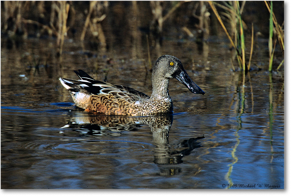 NorthernShovelerMale_ChincoNWR_2003Oct_F18 copy