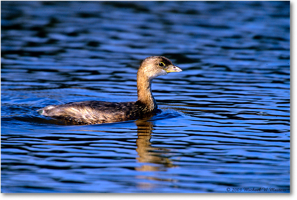 PiedBillGrebe_ChincoNWR_2003Oct_01 copy