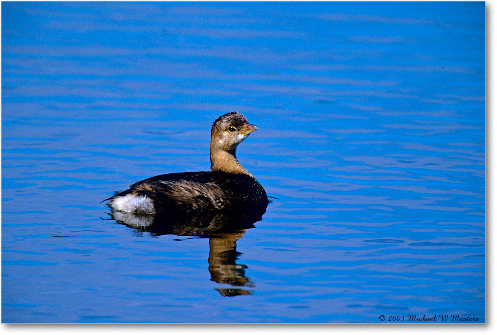 PiedBillGrebe_ChincoNWR_2003Oct_F24 copy