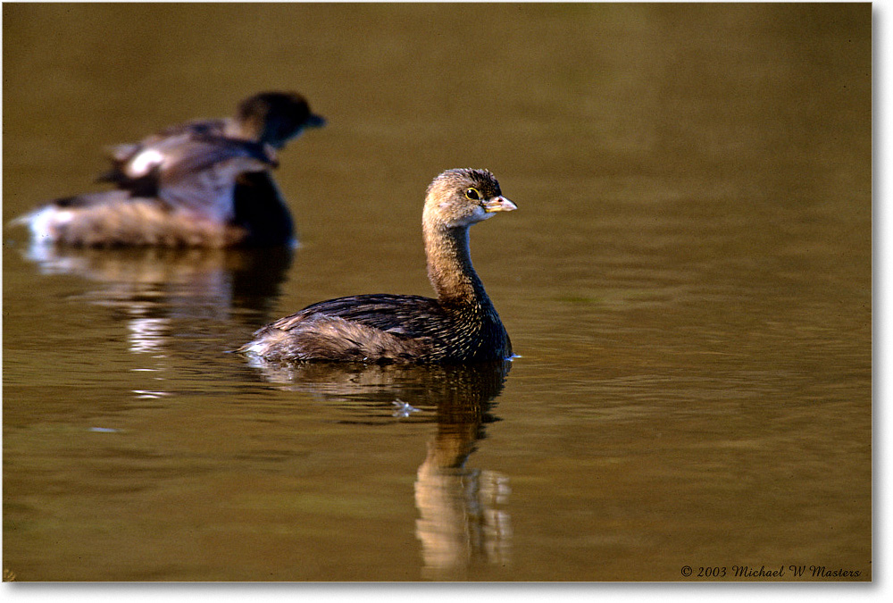 PiedBillGrebe_ChincoNWR_2003Oct_F35 copy