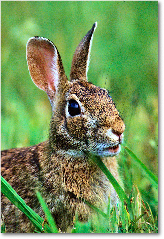 Rabbit_ChincoNWR_2003Oct_x04 copy