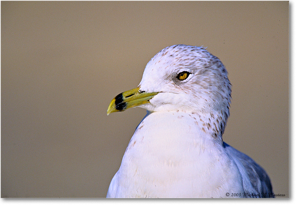 RingBillGull_Assateague_2003Oct_V07 copy