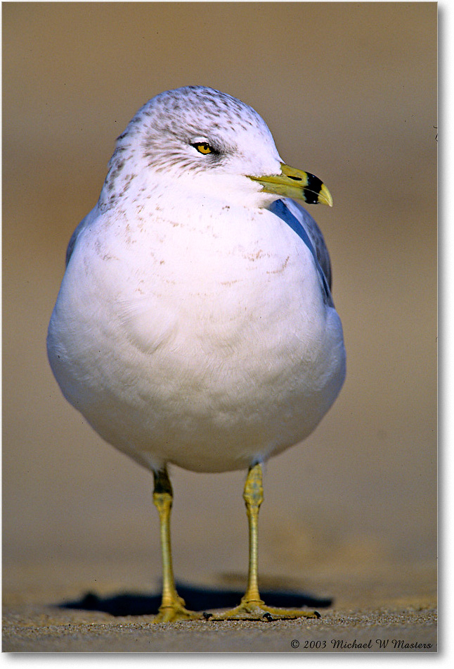 RingBillGull_Assateague_2003Oct_V16 copy