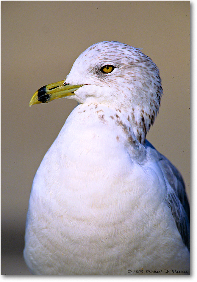 RingBillGull_Assateague_2003Oct_V33 copy