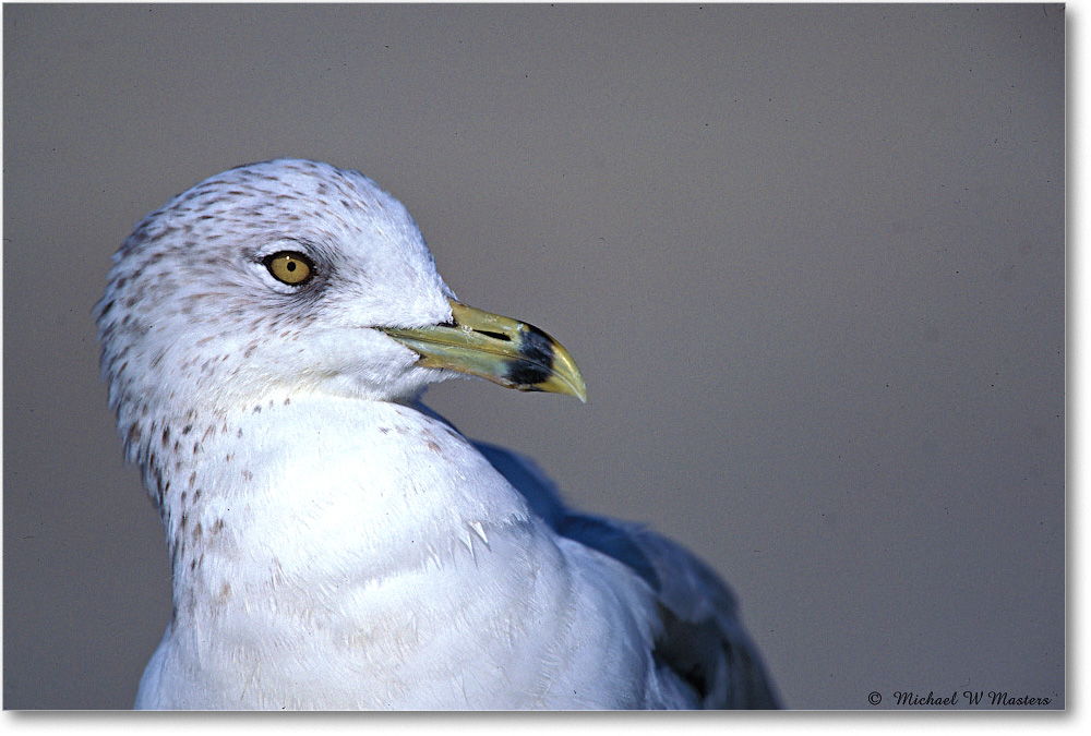 Ringbill Gull 008-35H 03-10 eos3-700-V80 MI-5.6-xxx copy