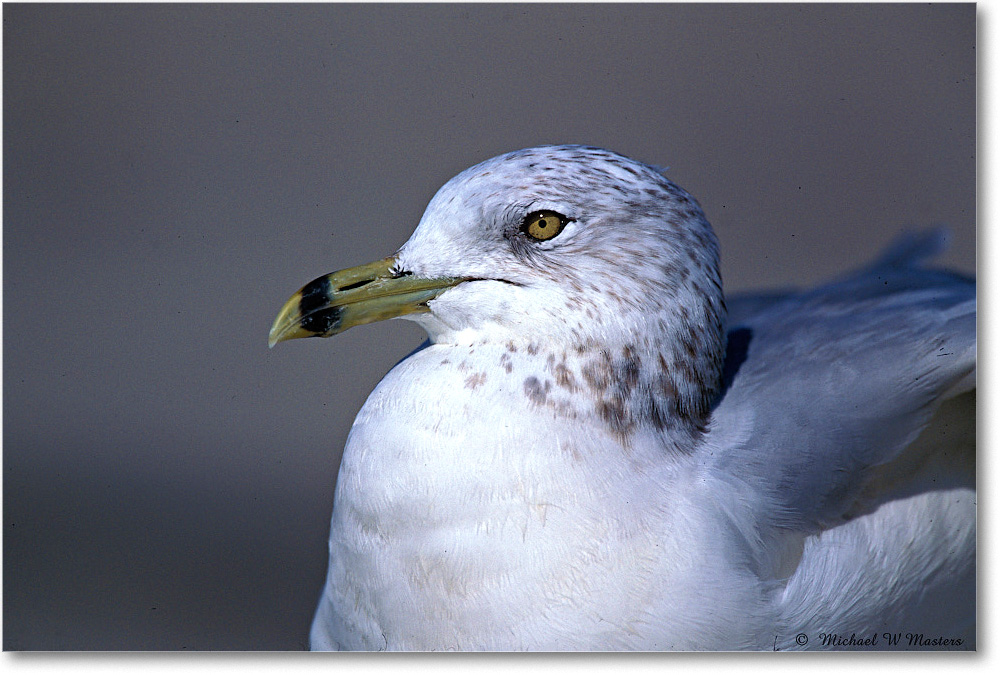 Ringbill Gull 009-22H 03-10 eos3-700-V80 MI-5.6-xxx copy