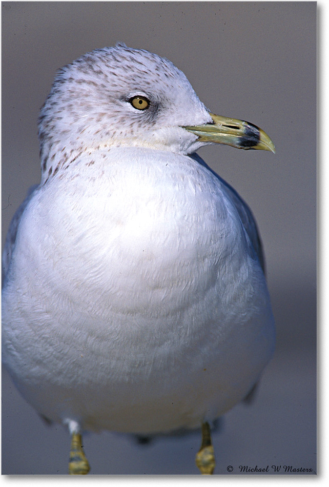 Ringbill Gull 013-26V 03-10 eos3-700-V80 MI-5.6-xxx copy