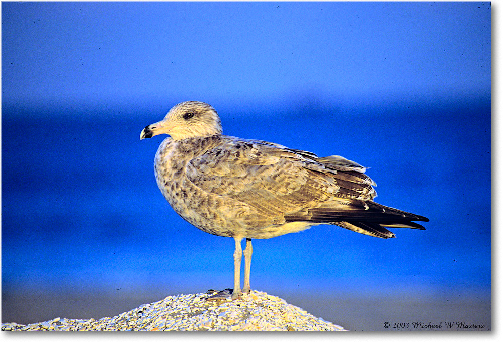 RingbillGullJuv_Assateague_2003Oct_P04 copy