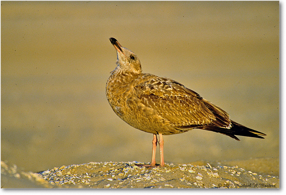 RingbillGullJuv_Assateague_2003Oct_P23 copy
