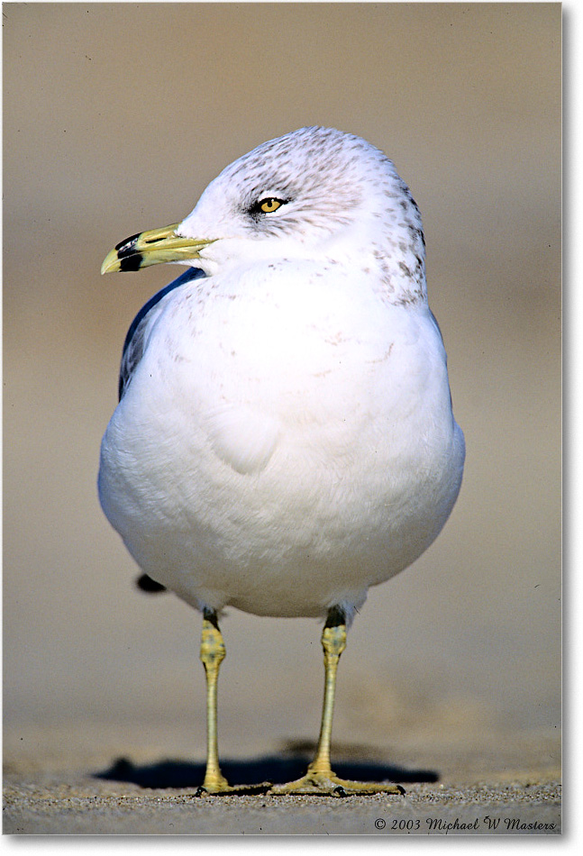 RingbillGull_Assateague_2003Oct_F04 copy