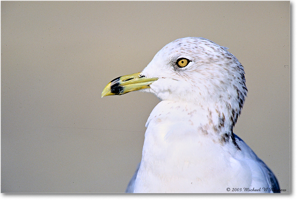 RingbillGull_Assateague_2003Oct_F05 copy