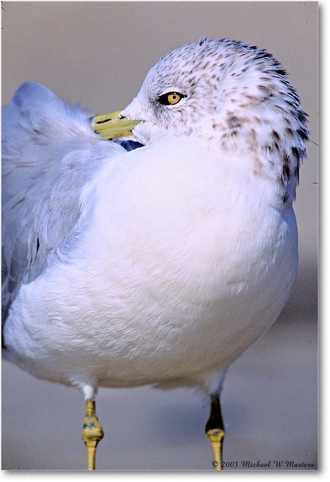 RingbillGull_Assateague_2003Oct_F06 copy