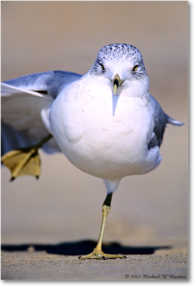 RingbillGull_Assateague_2003Oct_F08 copy