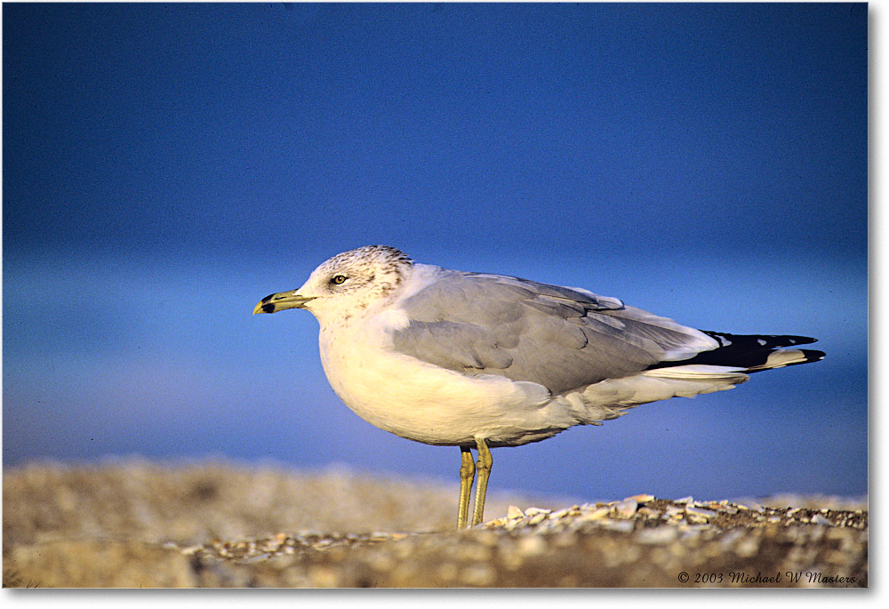 RingbillGull_Assateague_2003Oct_F24 copy
