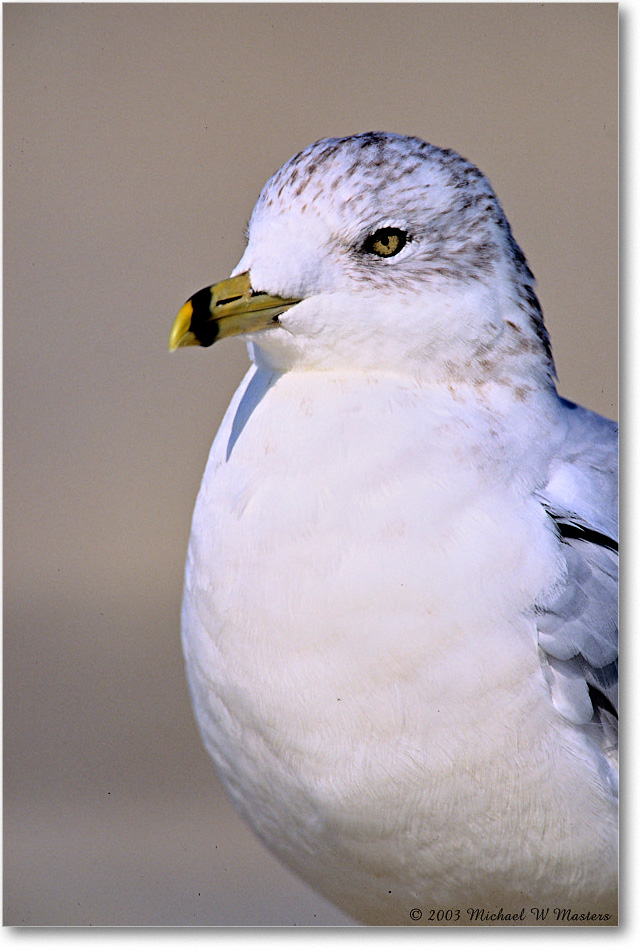 RingbillGull_Assateague_2003Oct_F35 copy