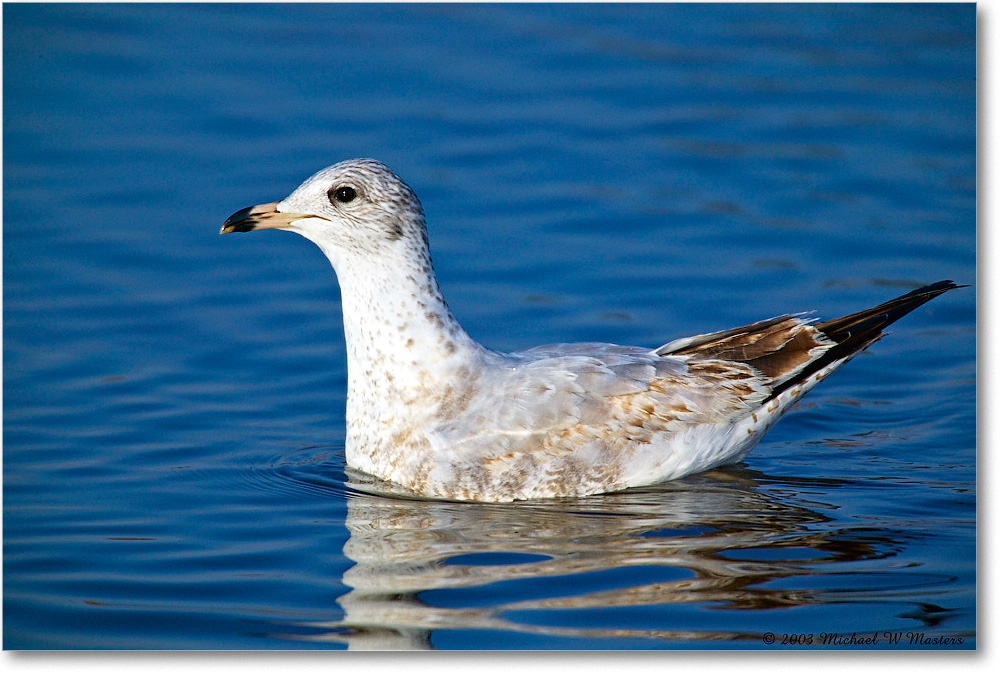 RingbillGull_ChincoNWR_2003Oct_1FFT2531 copy