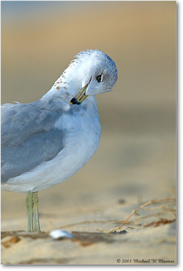 RingbillGull_ChincoNWR_2003Oct_1FFT3052 copy