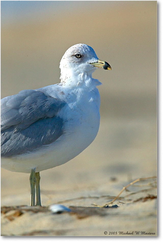 RingbillGull_ChincoNWR_2003Oct_1FFT3064 copy