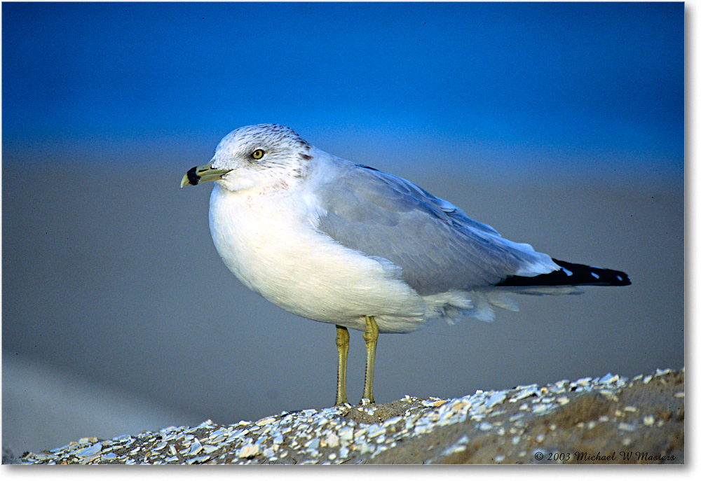 RingbillGull_ChincoNWR_2003Oct_F21 copy
