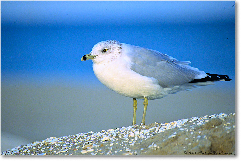 RingbillGull_ChincoNWR_2003Oct_P12 copy