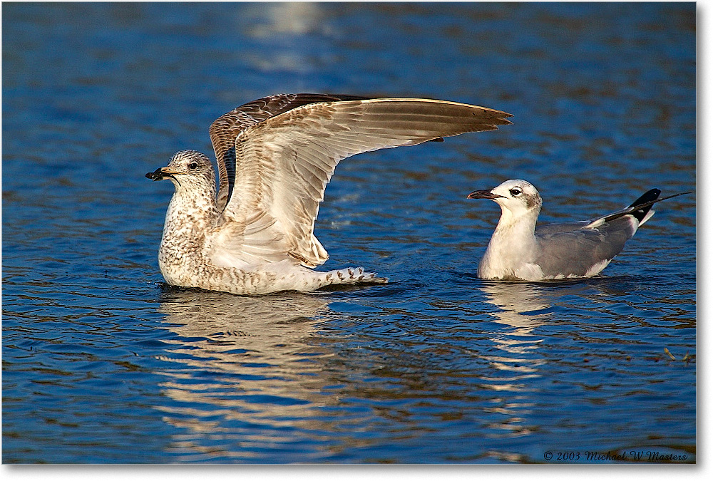 RingbillLaughingGulls_ChincoNWR_2003Oct_1FFT2583 copy