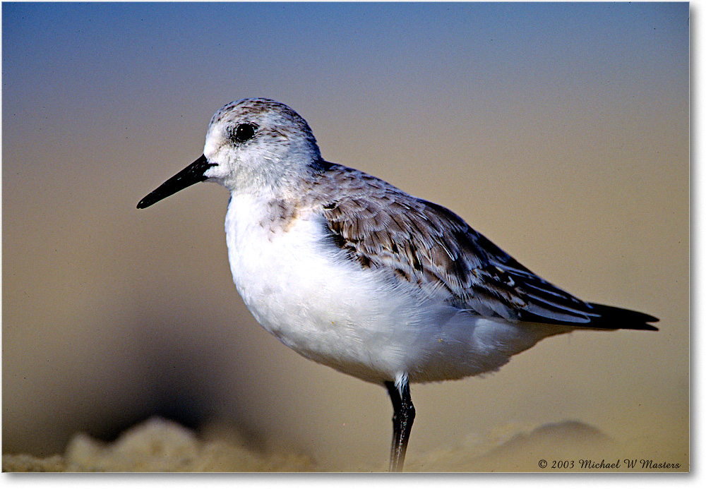 Sanderling_AssateagueBeach_2003Oct_F17 copy