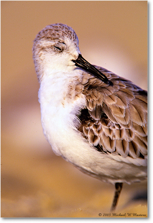 Sanderling_AssateagueBeach_2003Oct_F25 copy