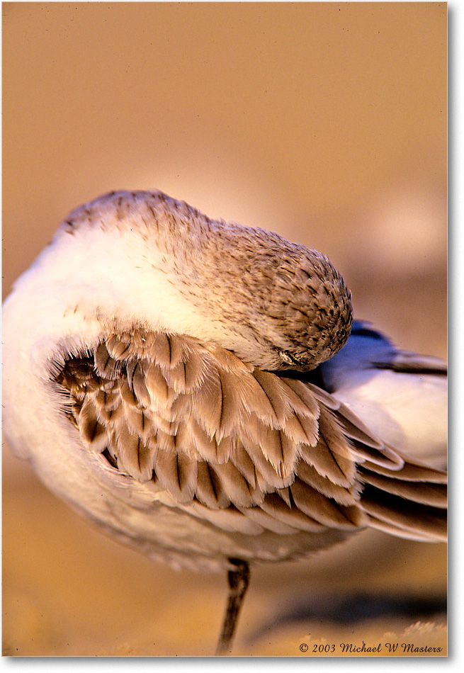 Sanderling_AssateagueBeach_2003Oct_F29 copy