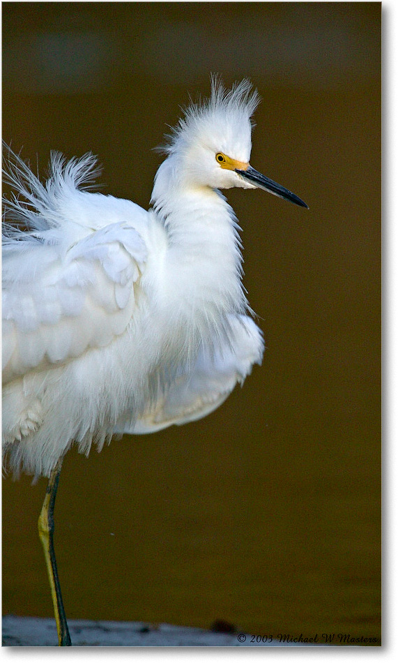 SnowyEgret_ChincoNWR_2003Oct_1FFT2841 copy