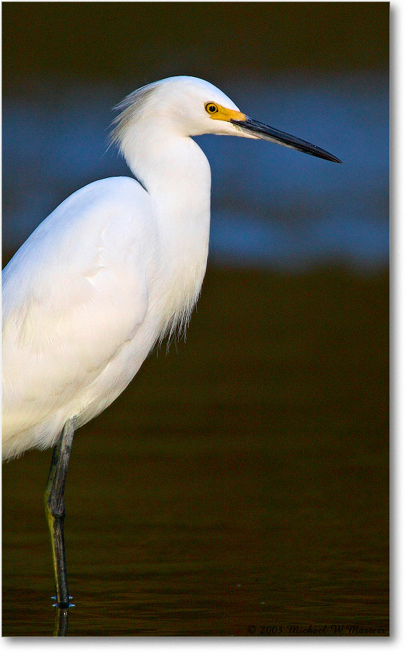 SnowyEgret_ChincoNWR_2003Oct_1FFT2842 copy