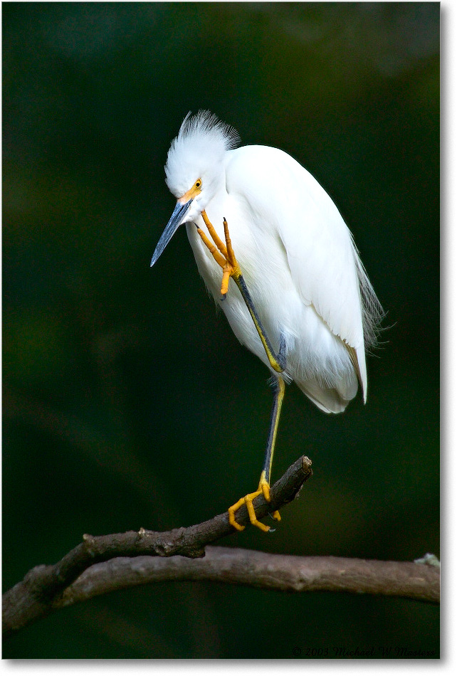 SnowyEgret_ChincoNWR_2003Oct_1FFT3336 copy