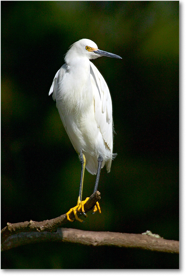 SnowyEgret_ChincoNWR_2003Oct_1FFT3339 copy