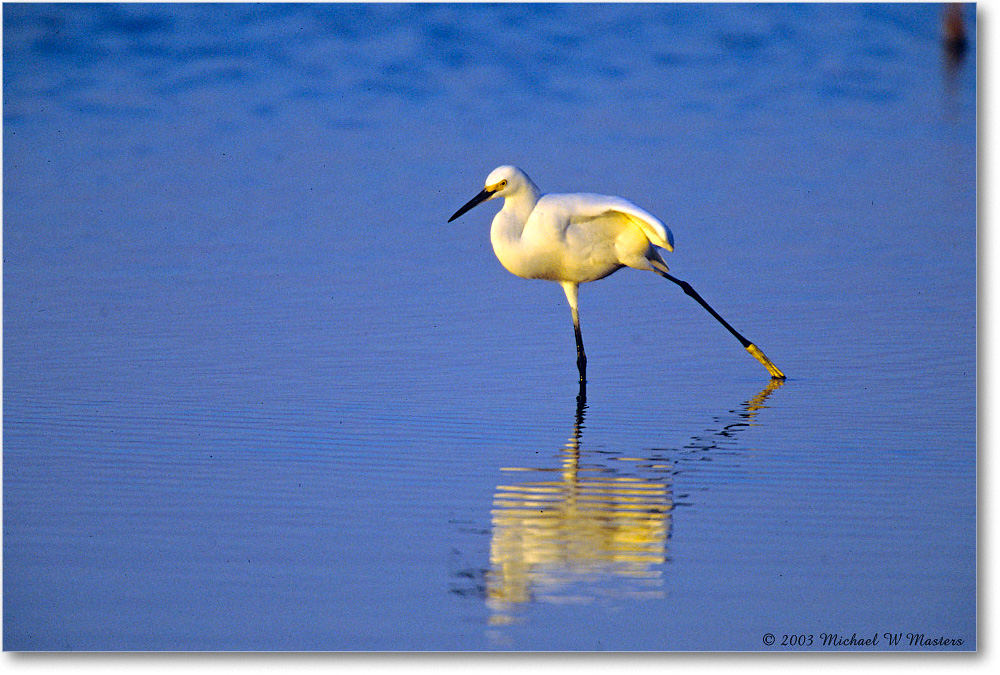 SnowyStretch_ChincoNWR-SC_2003Oct_F20 copy