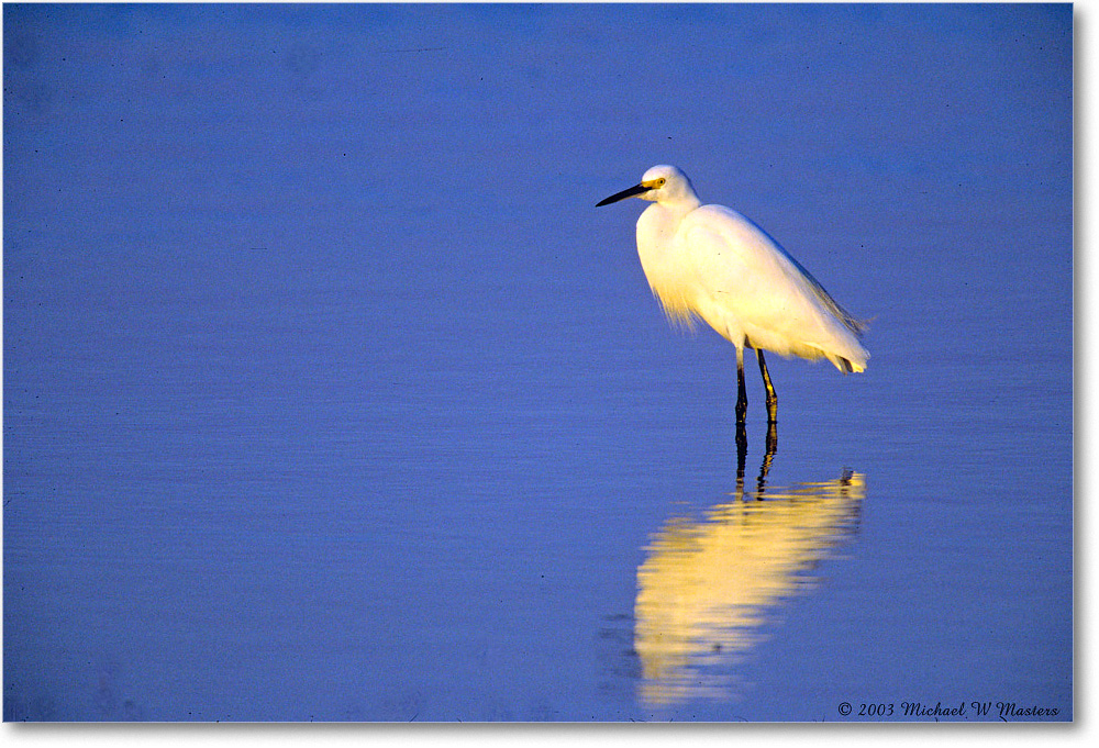 Snowy_ChincoNWR-SC_2003Oct_F29 copy