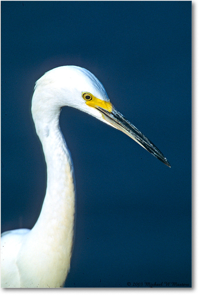 Snowy_ChincoNWR_2003Oct_F20 copy