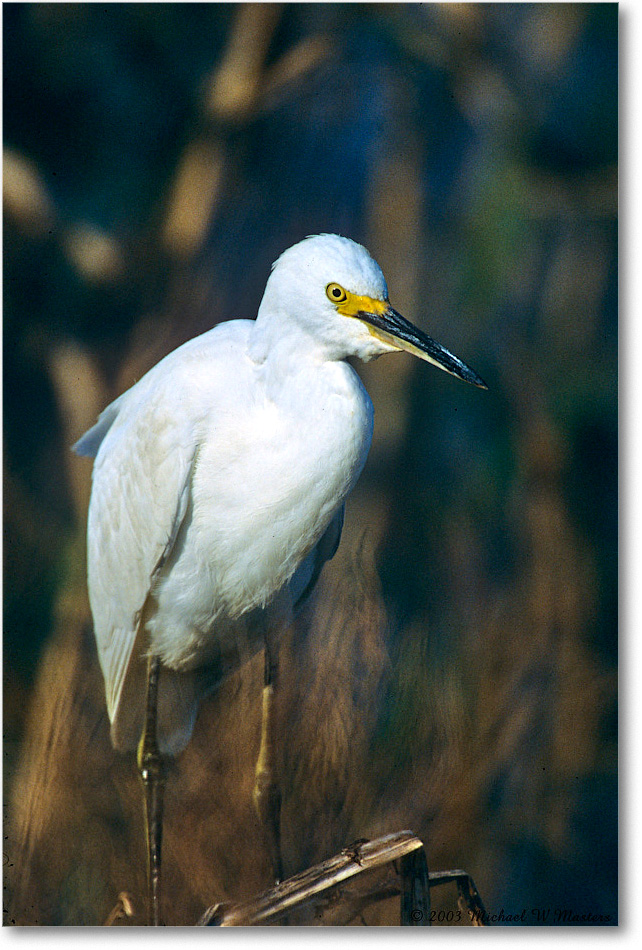 Snowy_ChincoNWR_2003Oct_F26 copy