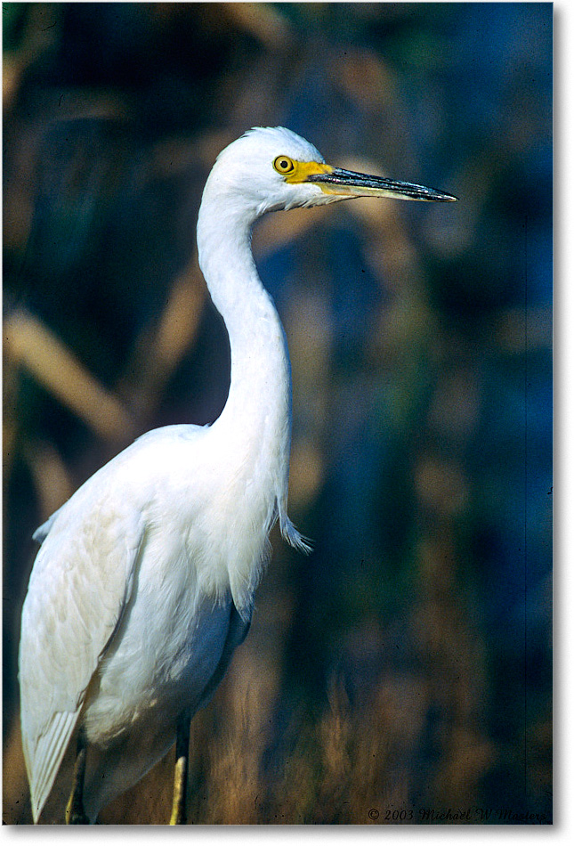 Snowy_ChincoNWR_2003Oct_F30 copy